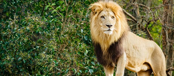 A lion stands on a rock at a zoo